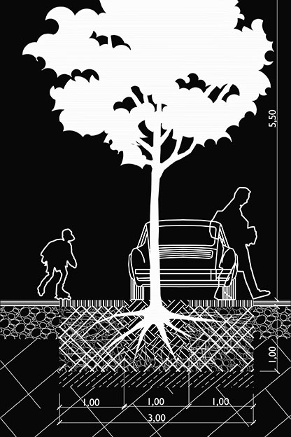 Sección árbol adulto y las medidas mínimas de su cajete de plantación.